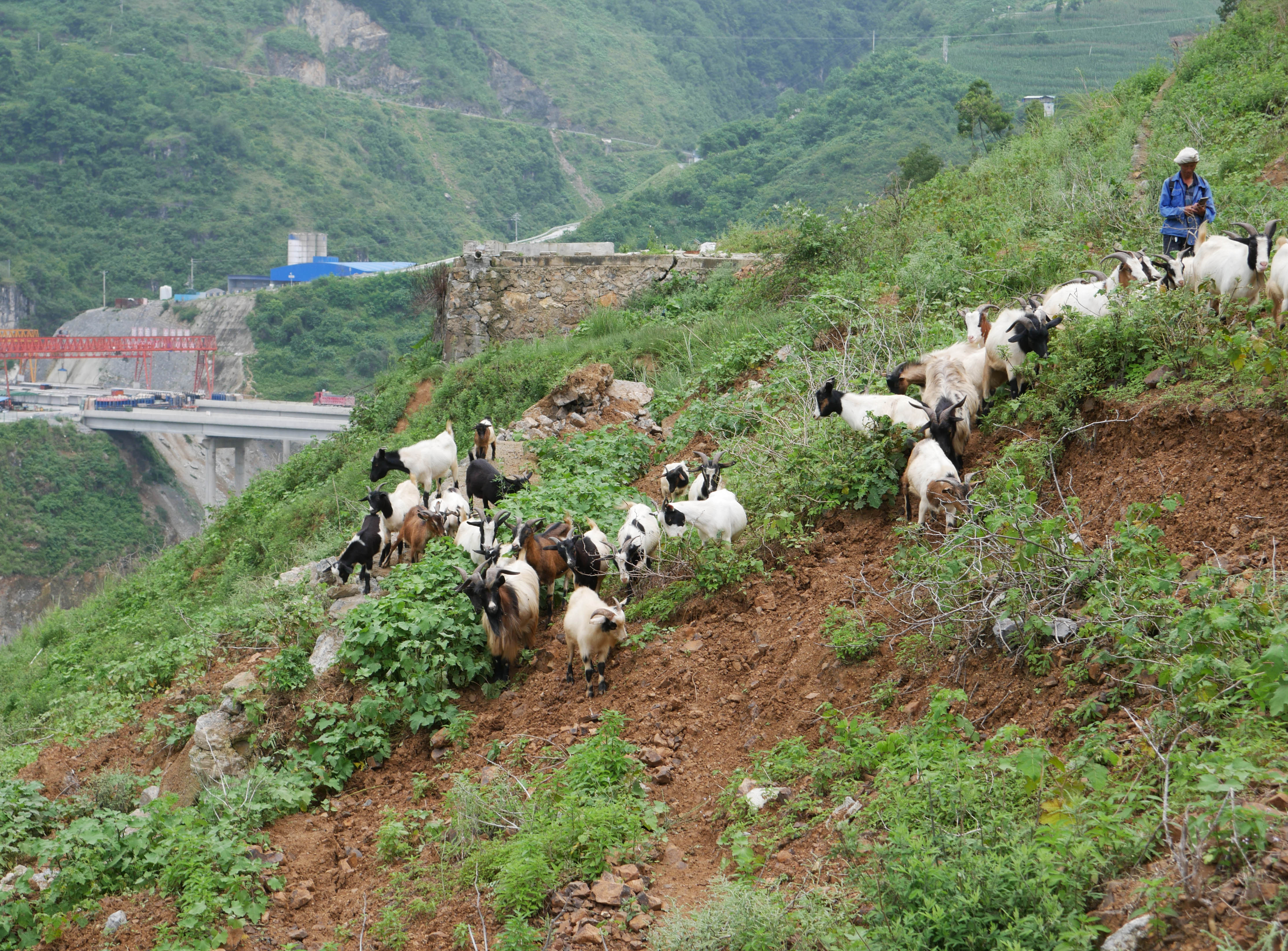 WujiaoPipelineAreaGoats.JPG
