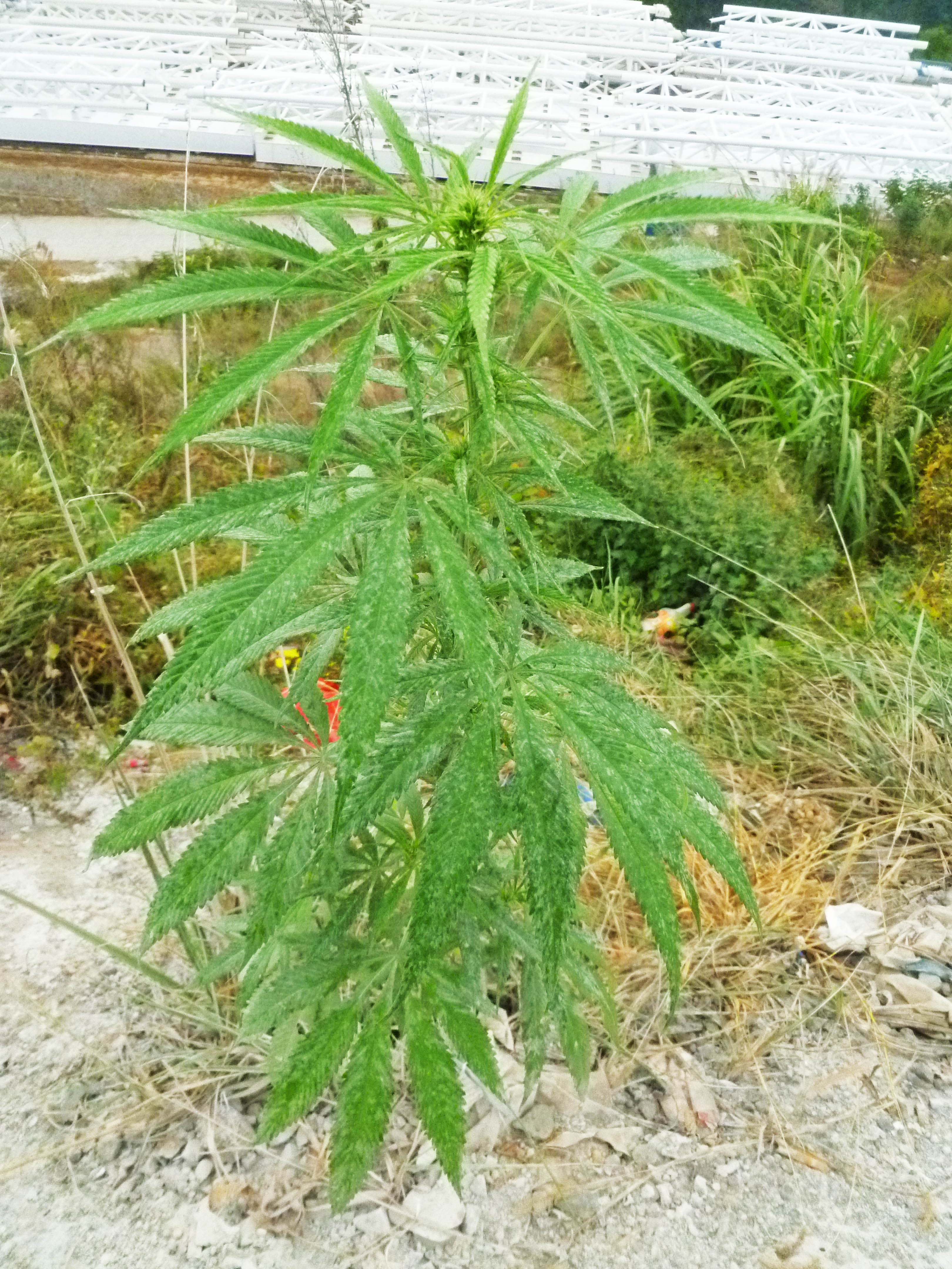 84MengdongheMarijuanaByJohn copy.jpg