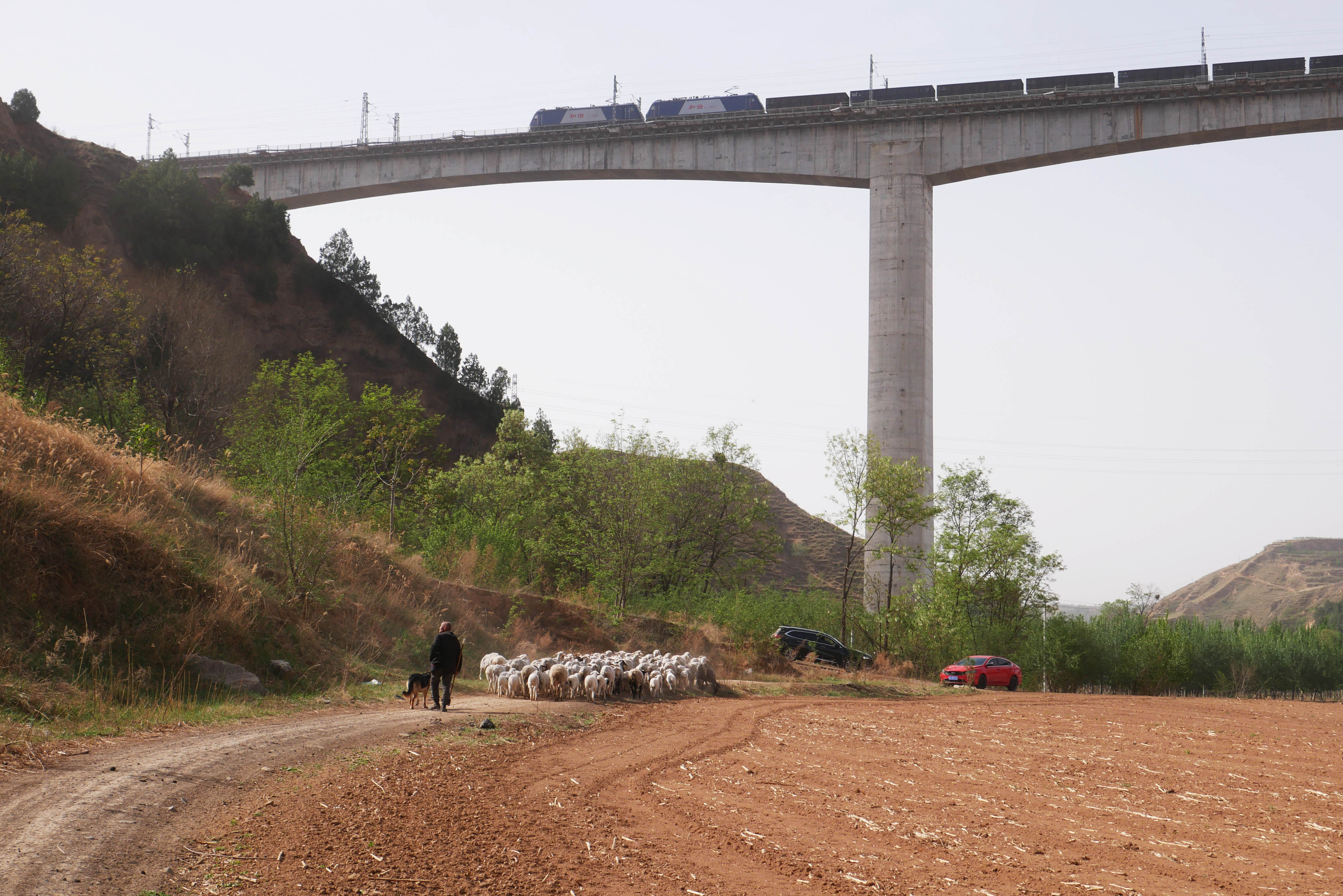 JinshuigouRailway Sheep.JPG