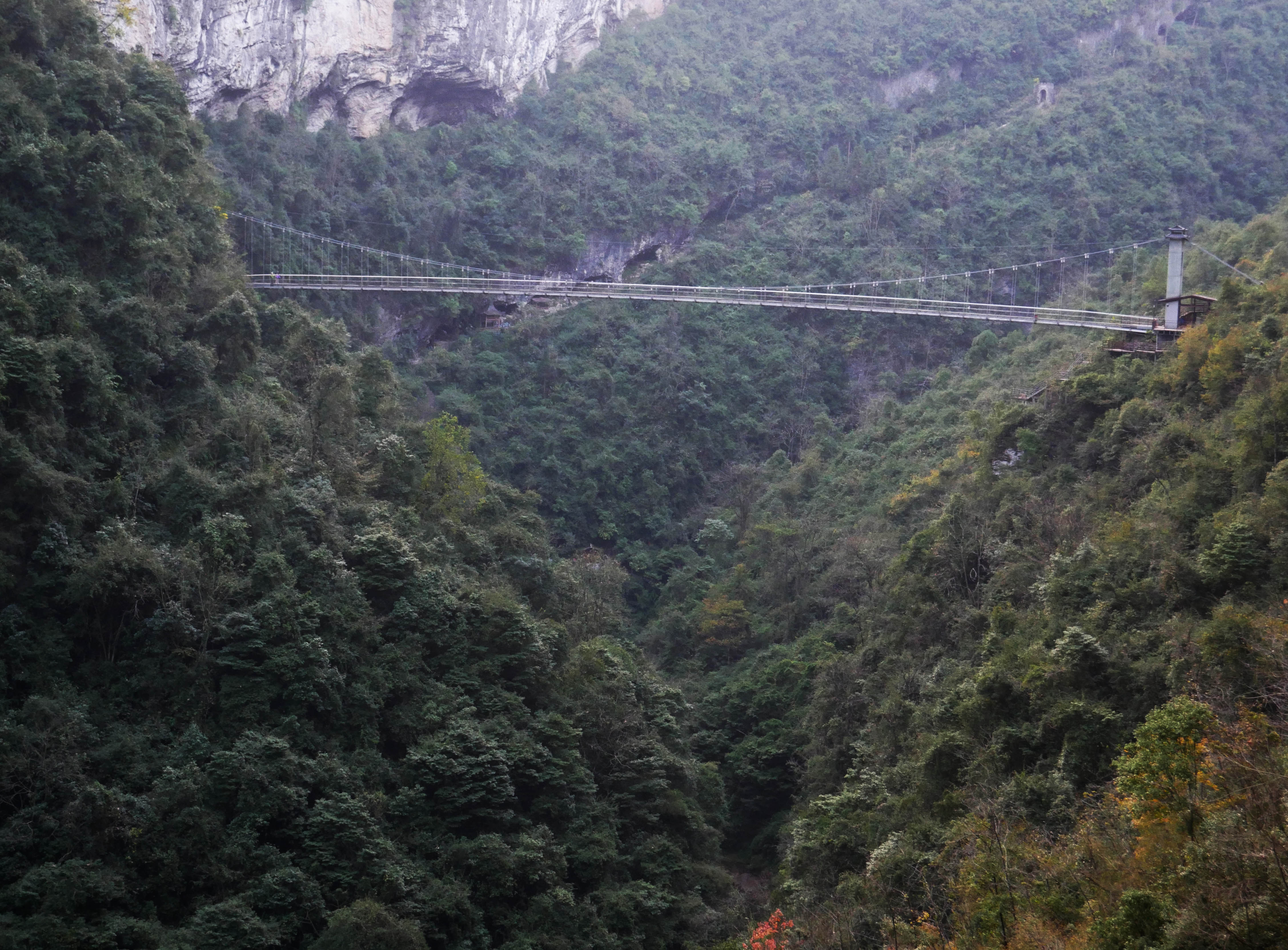 MotanyunFootbridgeForest.JPG