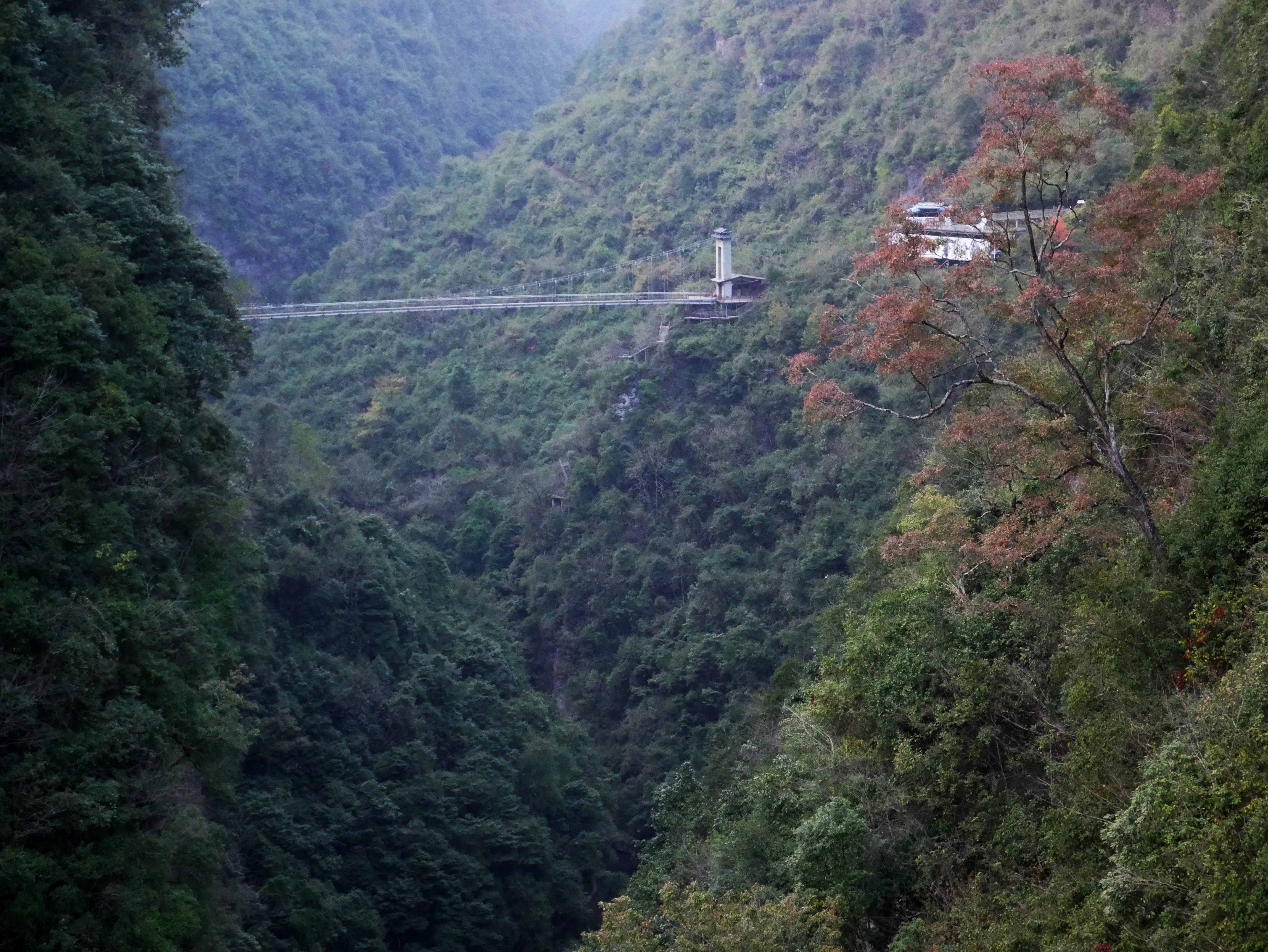 MotanyunFootbridgeForestValley.JPG