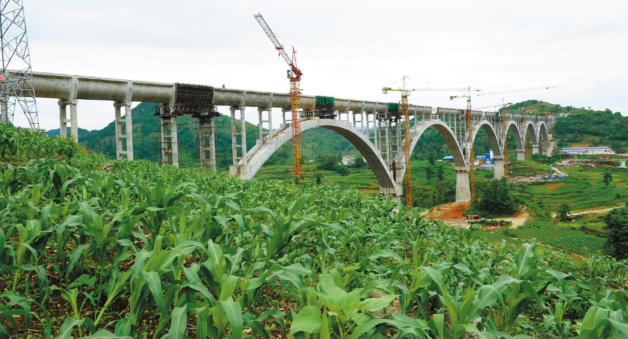 Qingniandui Cranes.jpg